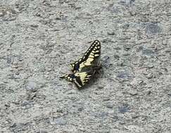 Image of <i>Papilio machaon aliaska</i>