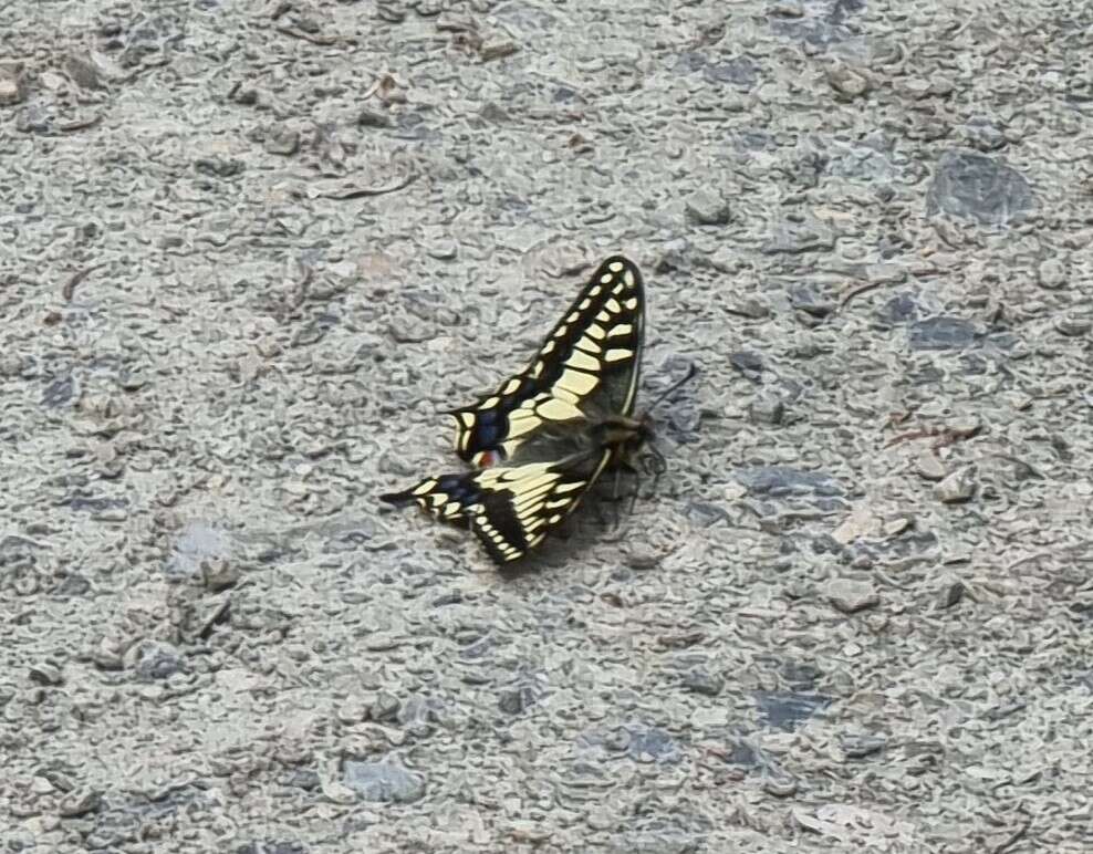 Imagem de <i>Papilio machaon aliaska</i>