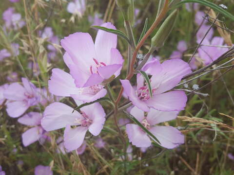 Image de Clarkia amoena subsp. lindleyi (Dougl.) F. H. Lewis & M. E. Lewis