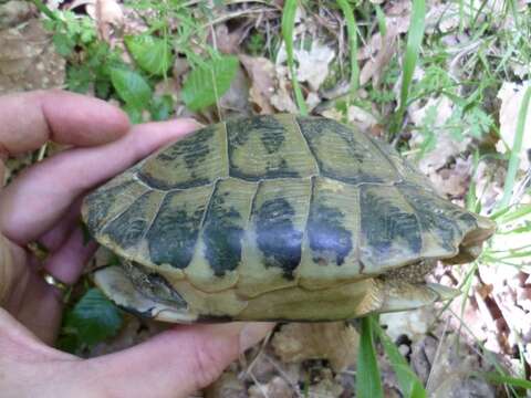 Image of Hermann’s Tortoise