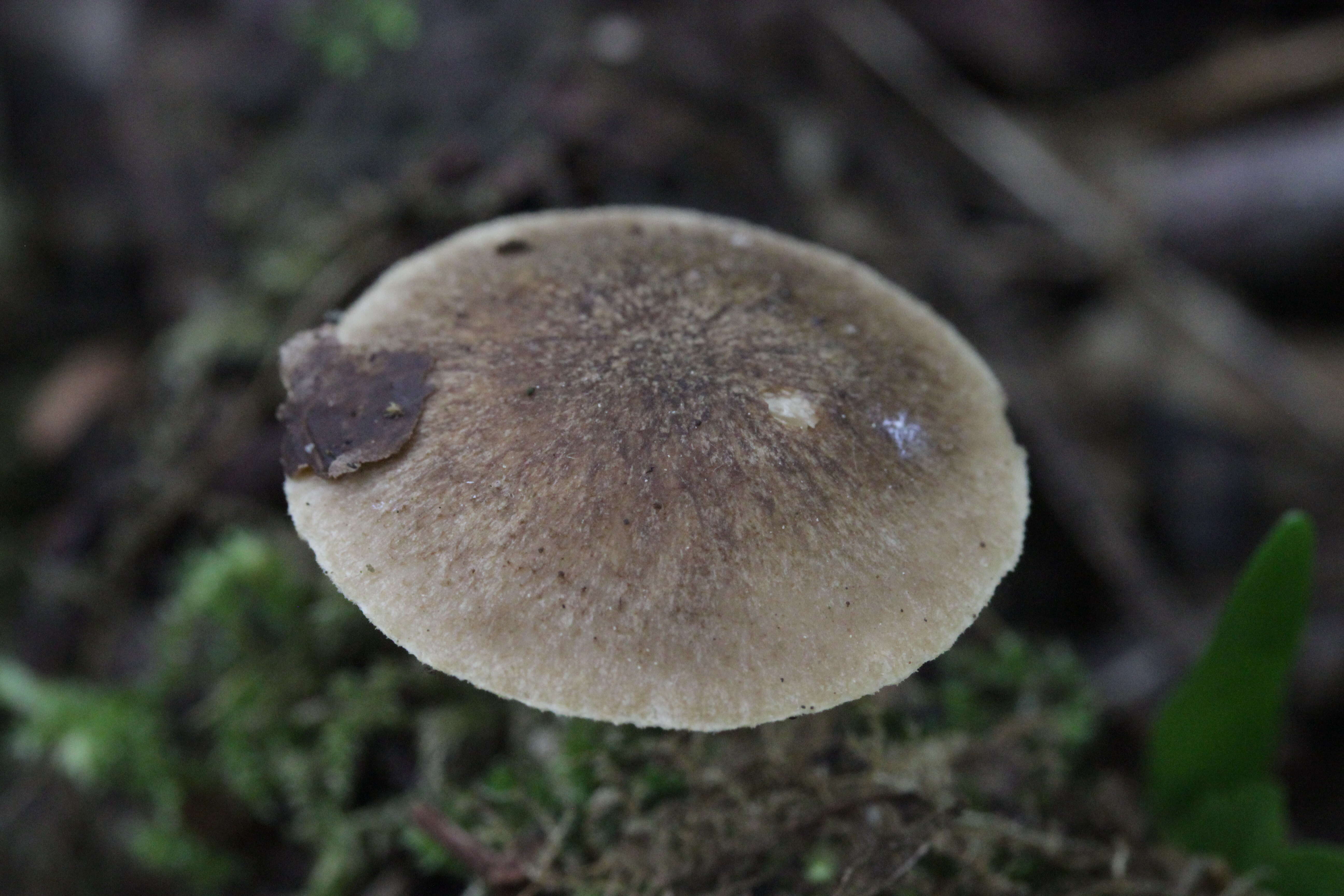 Image of Lentinus substrictus (Bolton) Zmitr. & Kovalenko 2016