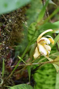 Image of Maxillaria angustisegmenta Ames & C. Schweinf.