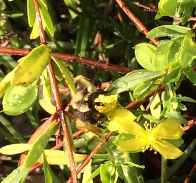 Image of Common Eastern Bumblebee