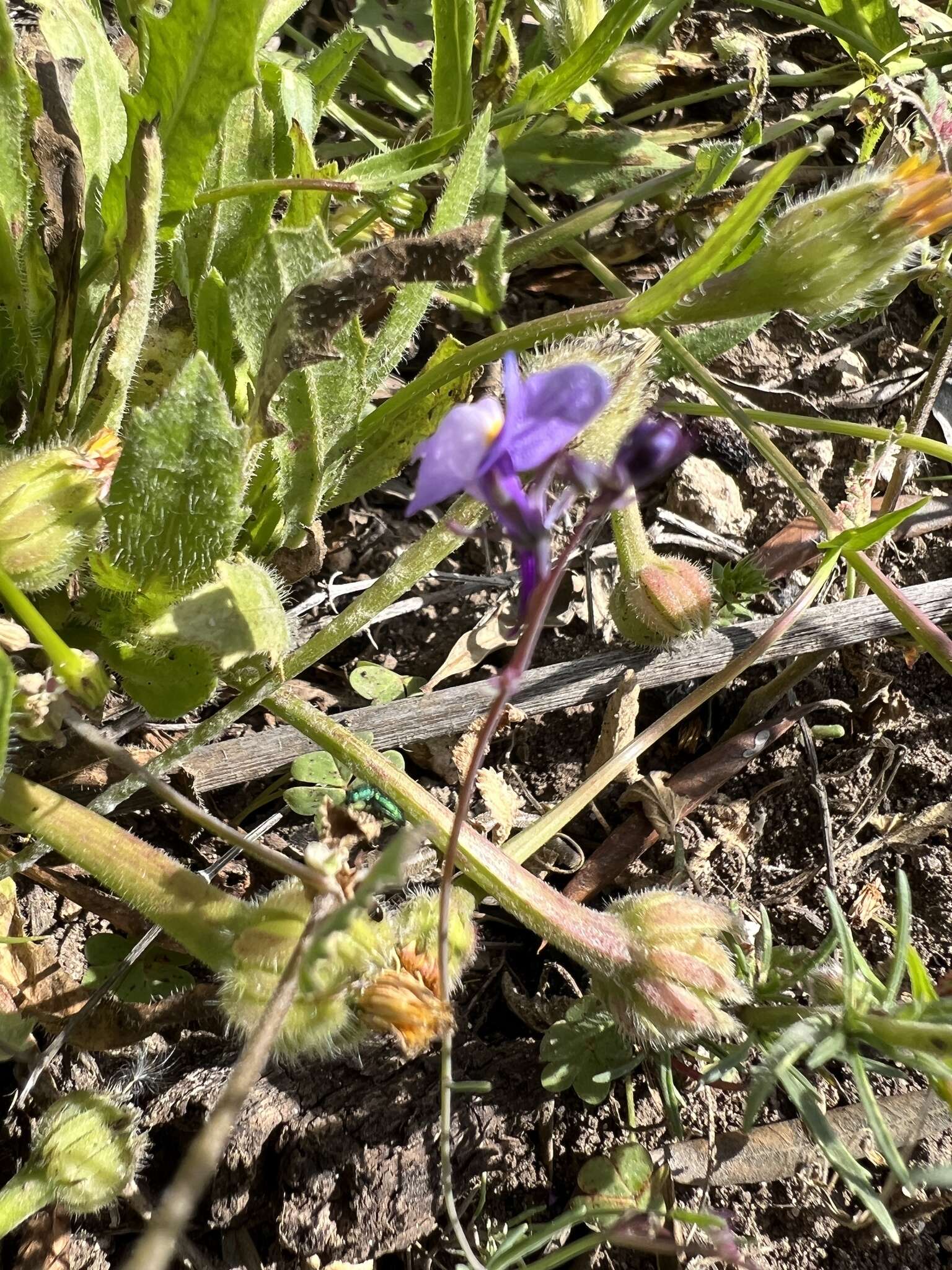 Imagem de Linaria ricardoi Coutinho