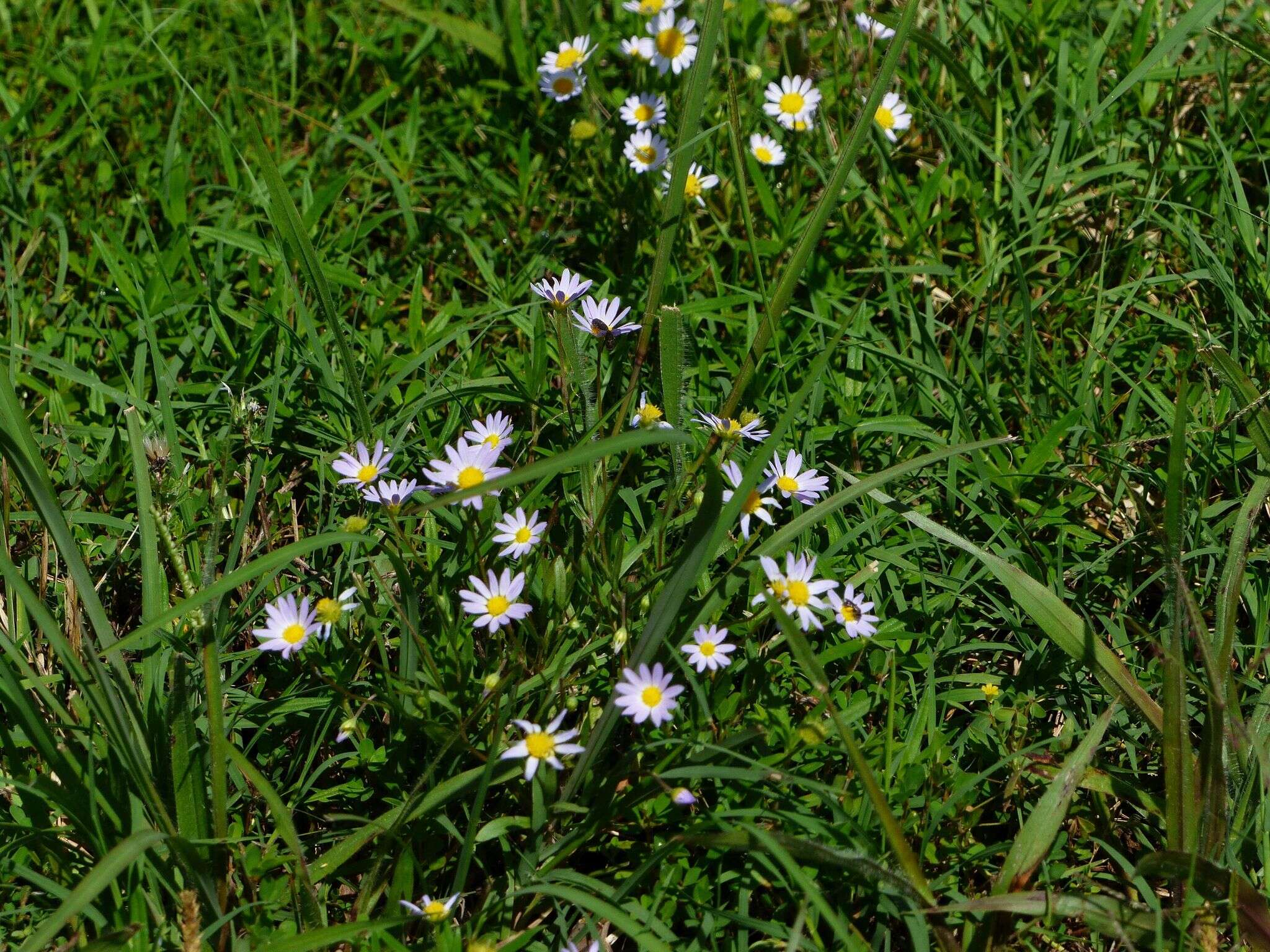 Astranthium ciliatum (Rafin.) G. L. Nesom resmi