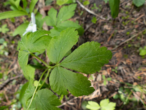 Image of Piper's Windflower