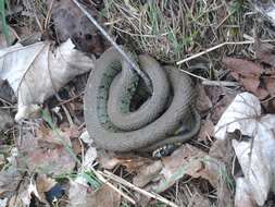 Image of Grass Snake