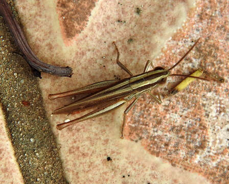 Image of Euchorthippus chopardi Descamps 1968