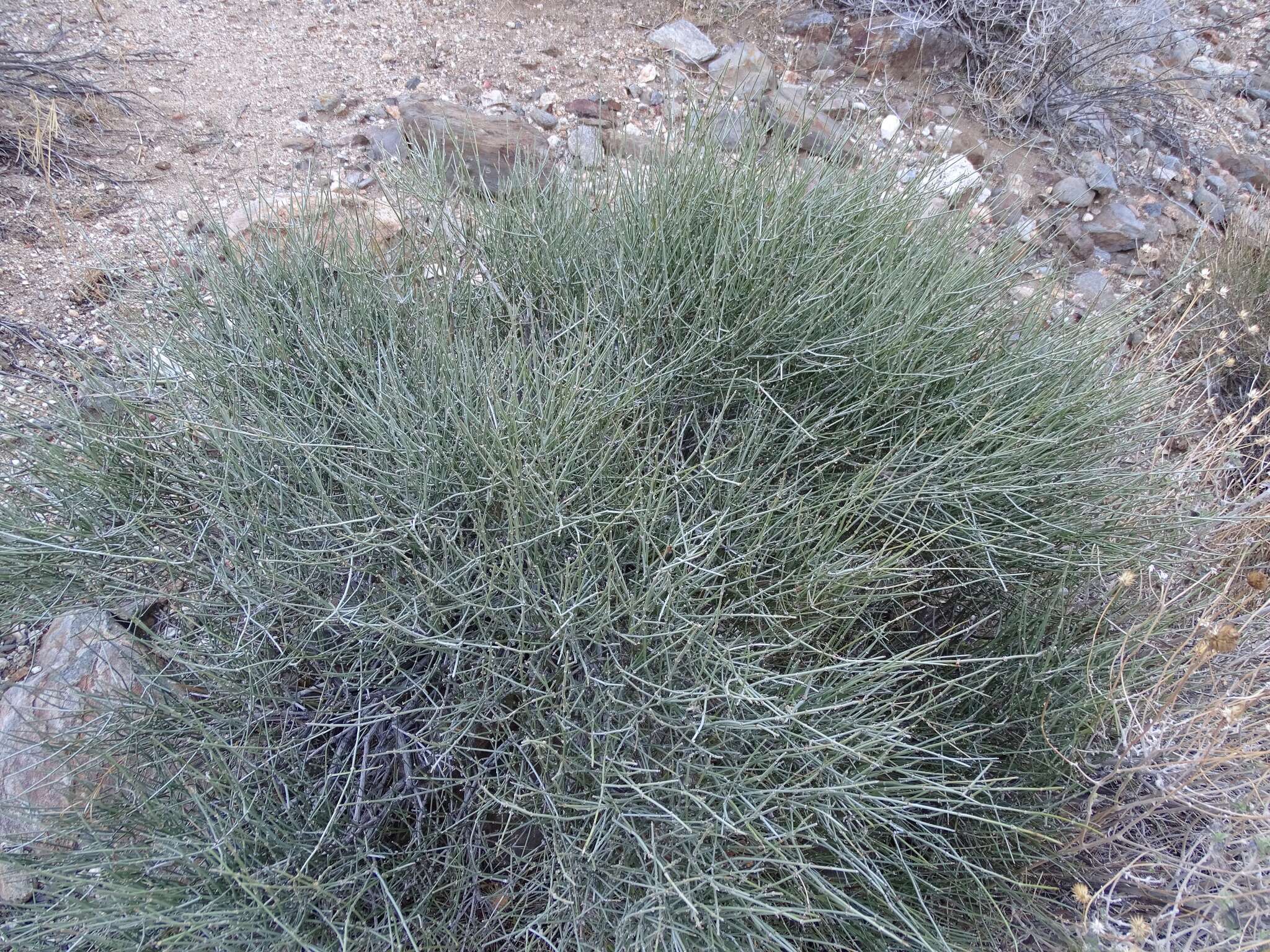 Image of Boundary Ephedra