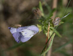 Sivun Salvia engelmannii A. Gray kuva