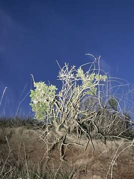 Image of Santa Catalina Island bedstraw