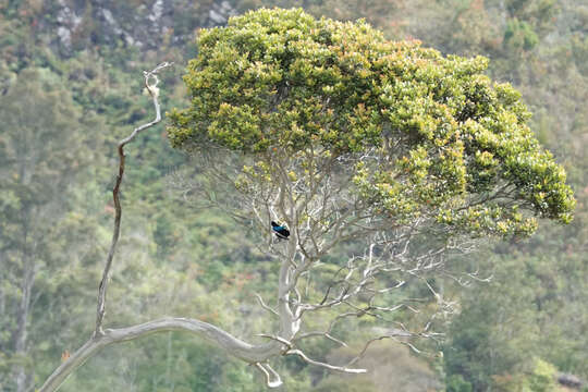 Image of Superb Bird of Paradise