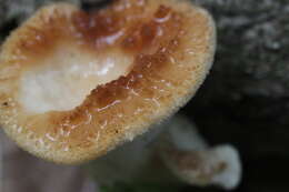 Image of Polyporus tuberaster (Jacq. ex Pers.) Fr. 1821