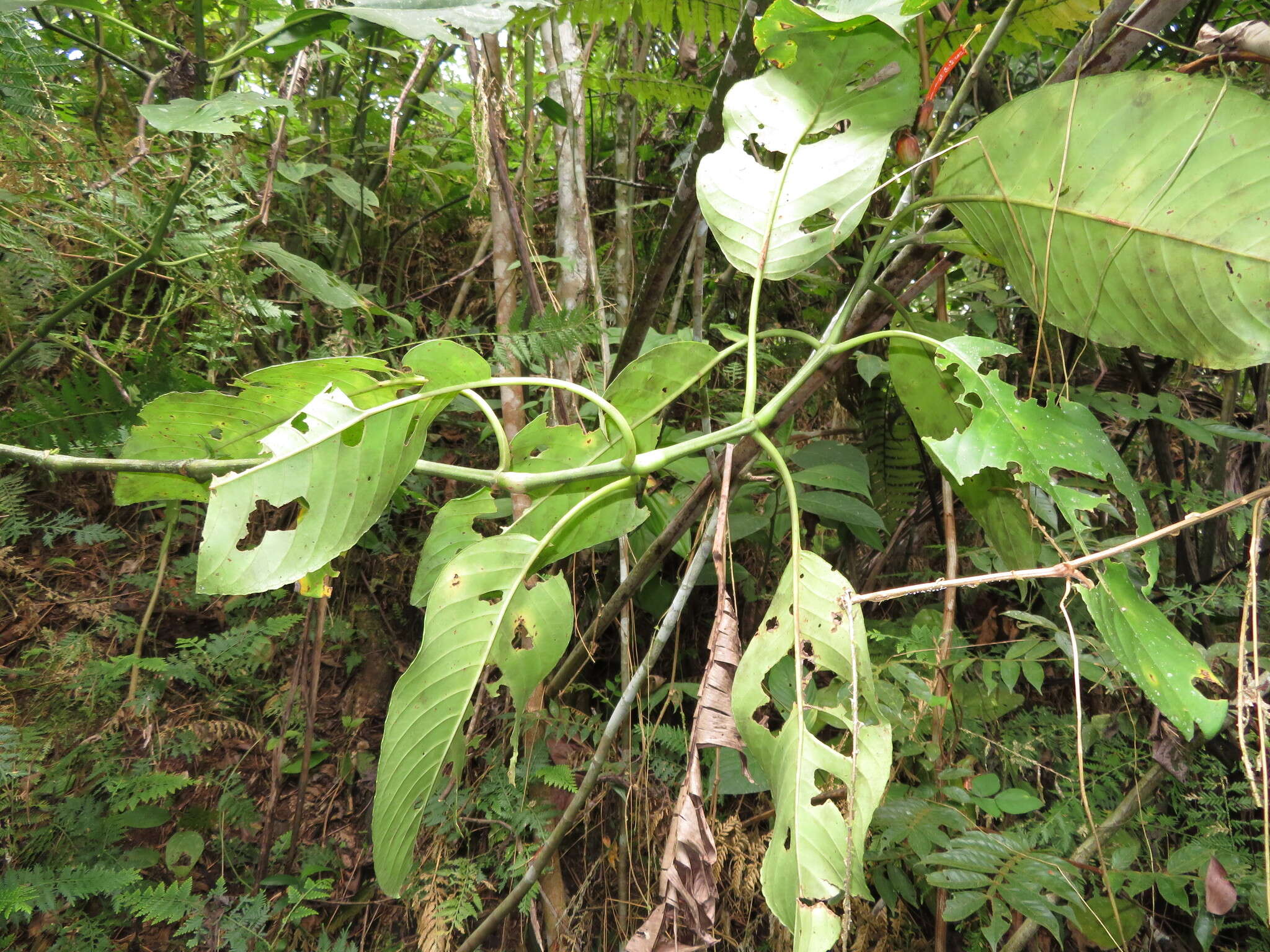 Sanchezia rubriflora Leonard resmi