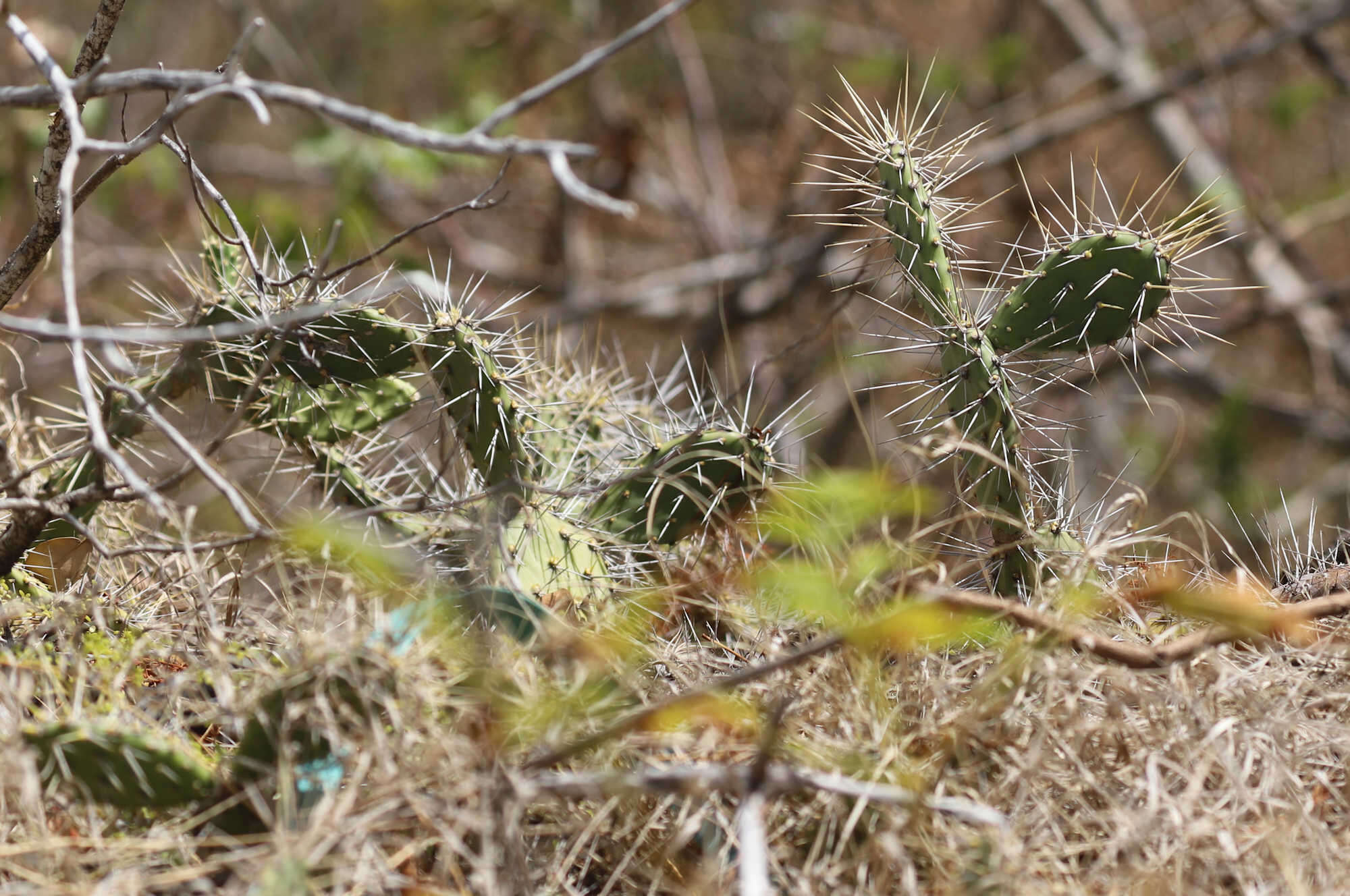 Image of Opuntia triacanthos