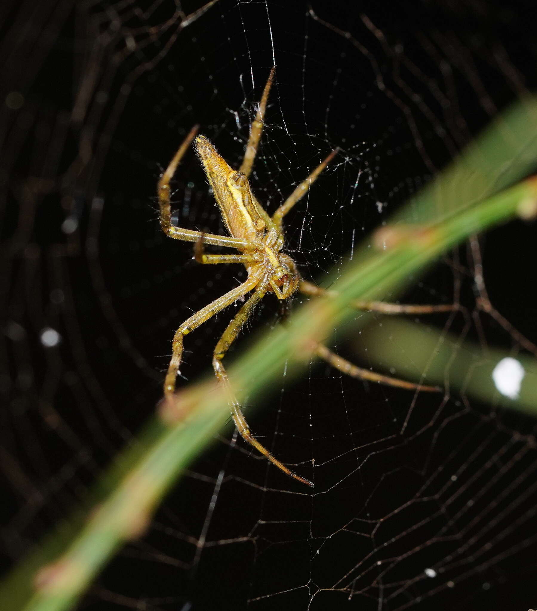 Image of Argiope probata Rainbow 1916