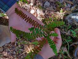 Image de Adiantum patens Willd.