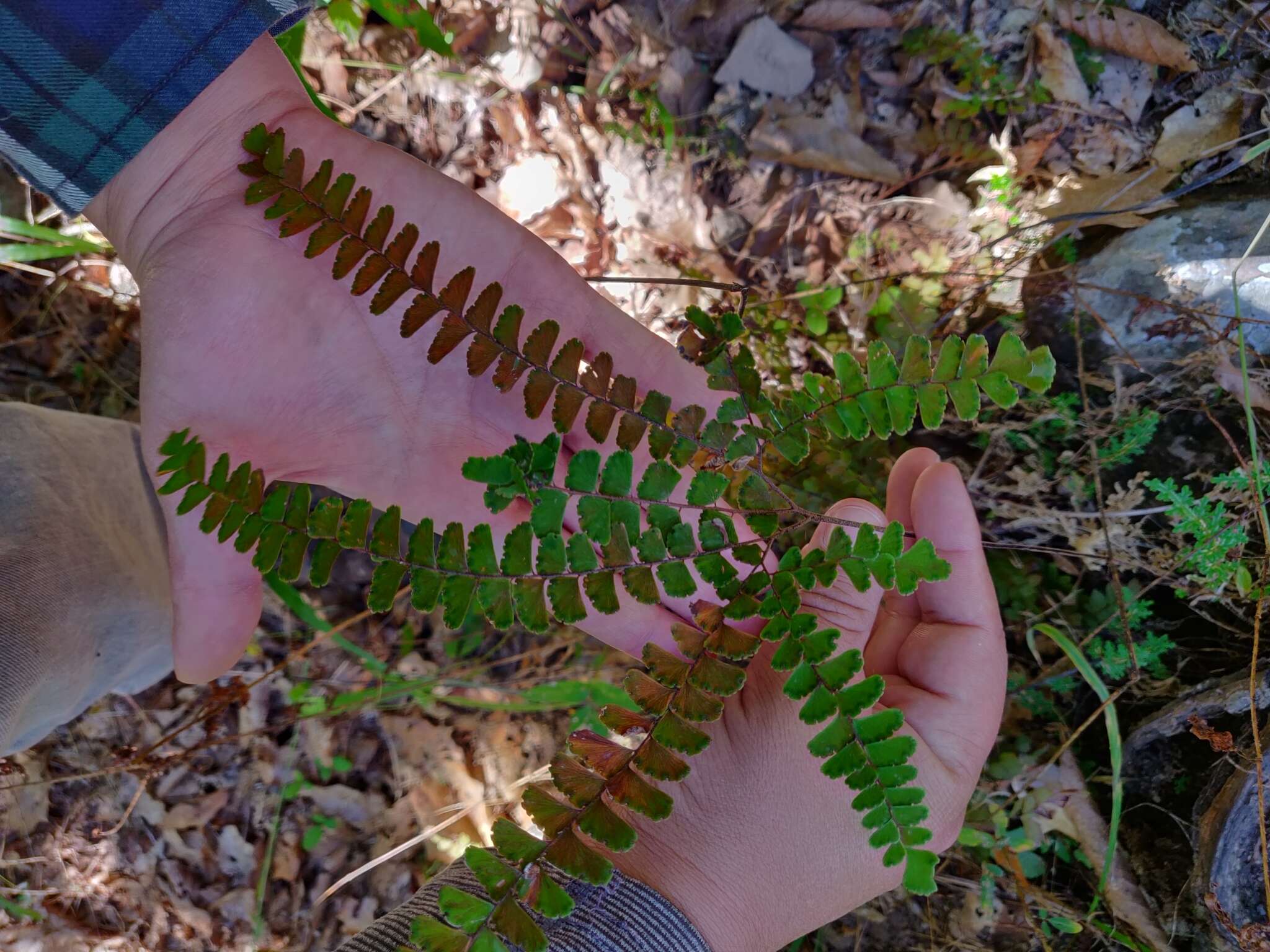 Image of Adiantum patens Willd.