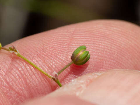 Image of slimleaf drymary