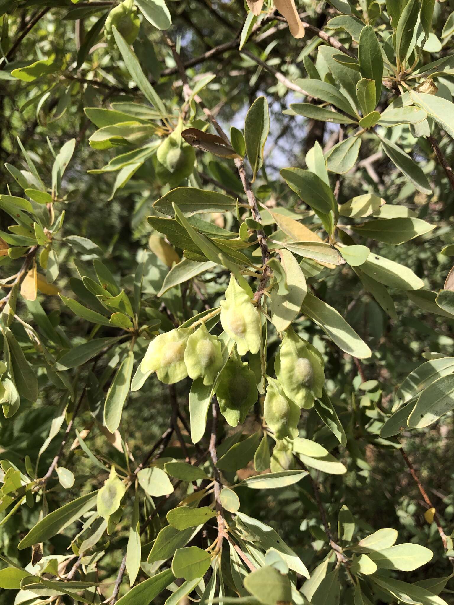 Image de Terminalia supranitifolia N. B. Byrnes