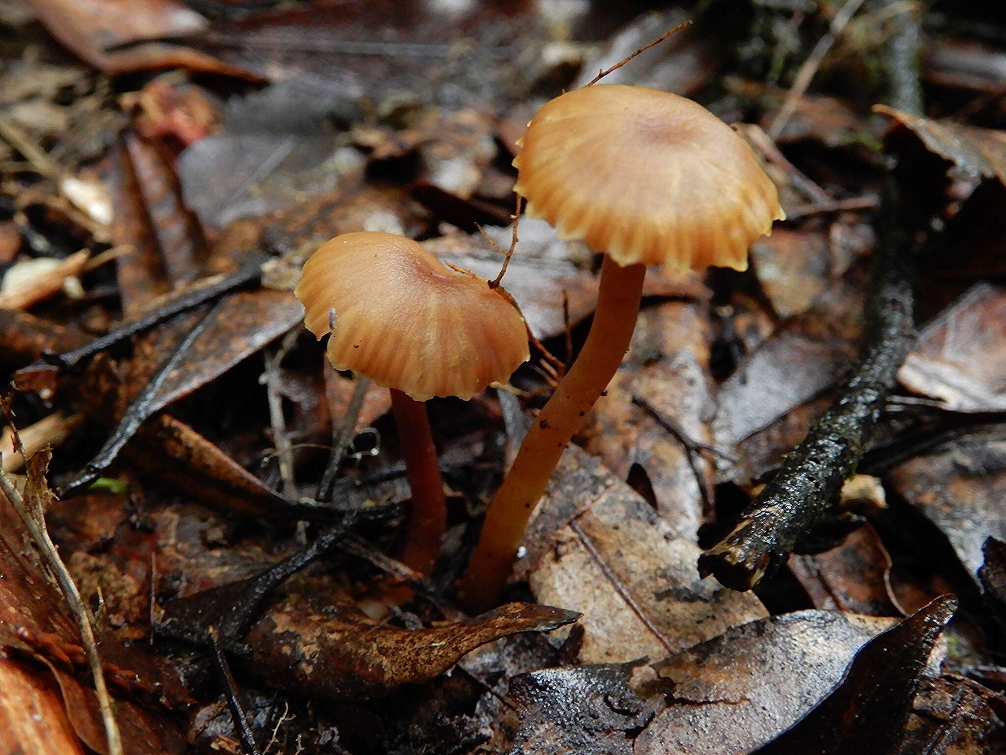 Hygrocybe lilaceolamellata (G. Stev.) E. Horak 1971的圖片