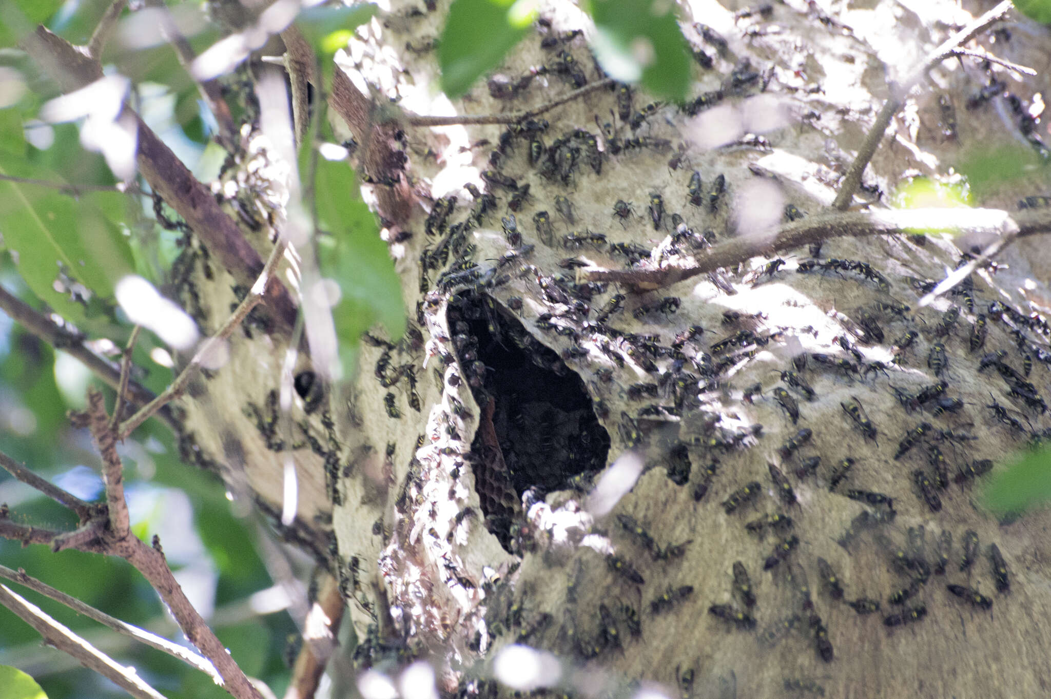 Image of <i>Polybia <i>ruficeps</i></i> ruficeps