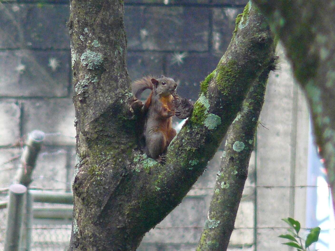 Image of Sciurus subgen. Guerlinguetus Gray 1821