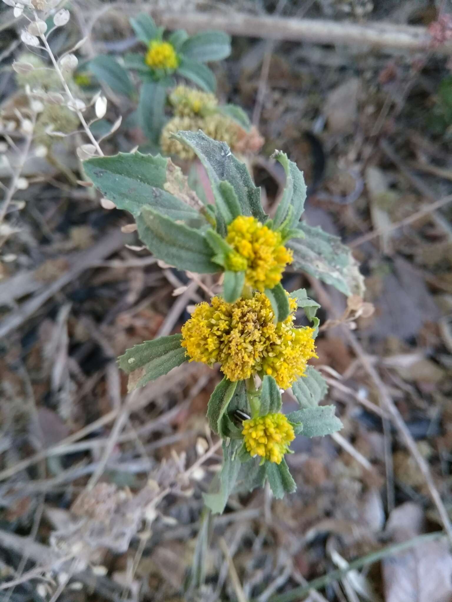 Image of clustered yellowtops