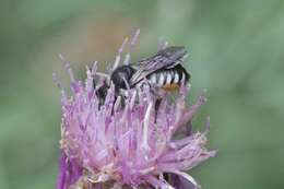 Image of Megachile octosignata Nylander 1852