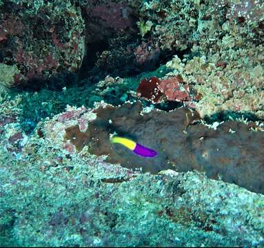 Image of Bicolor dottyback