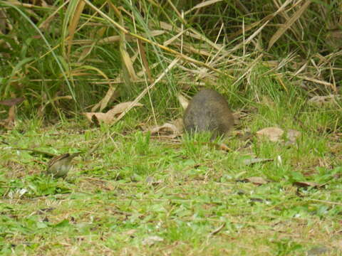 Image of Brazilian Guinea Pig