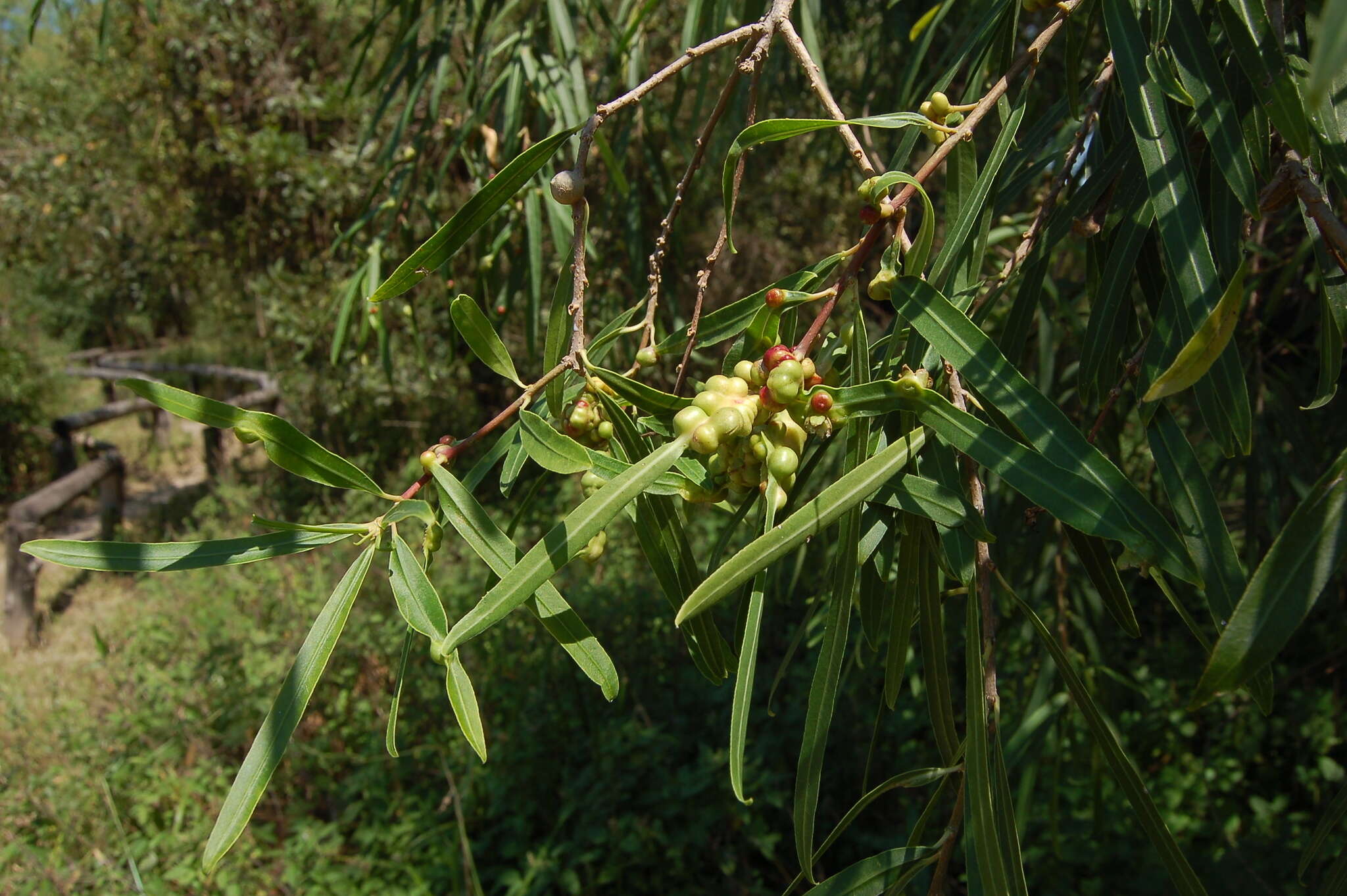 Image of Sapium haematospermum Müll. Arg.