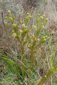 Image of Thesium capitatum L.