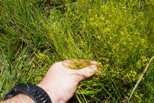 Image of Thesium pallidum A. DC.