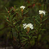 Imagem de Rhododendron tomentosum (Stokes) Harmaja