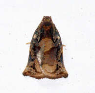 Image of Archips micaceana Walker 1863