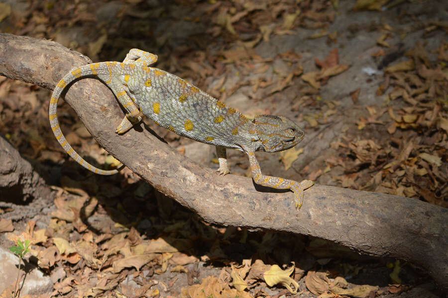 Image of Arabian Chameleon