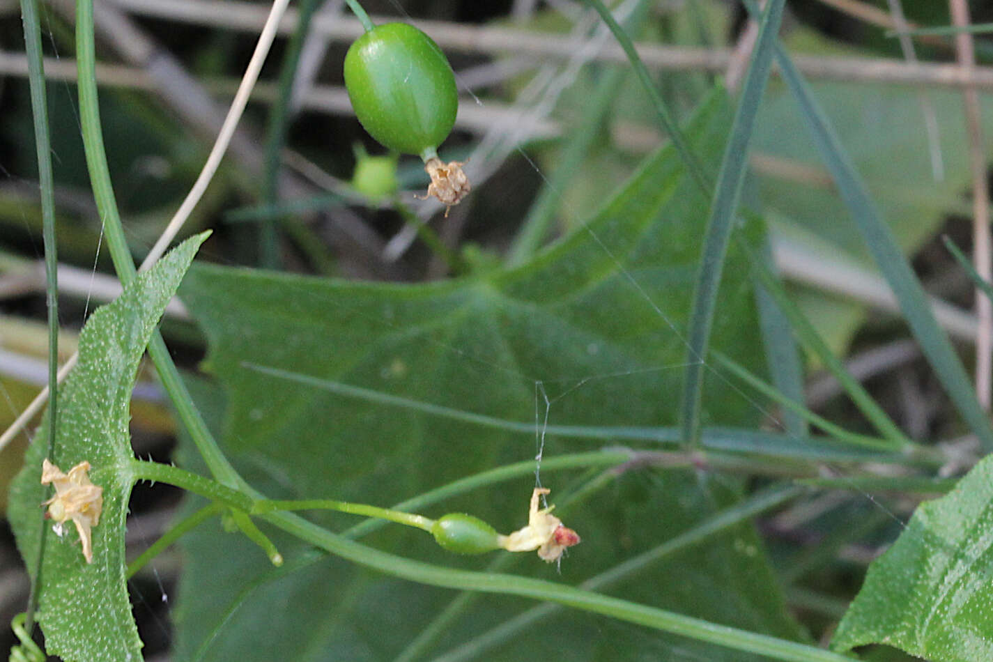 صورة Zehneria cunninghamii F. Müll.