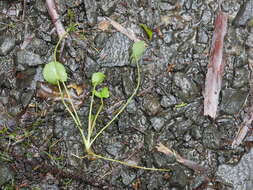 Image of Centella uniflora (Col.) Nannf.