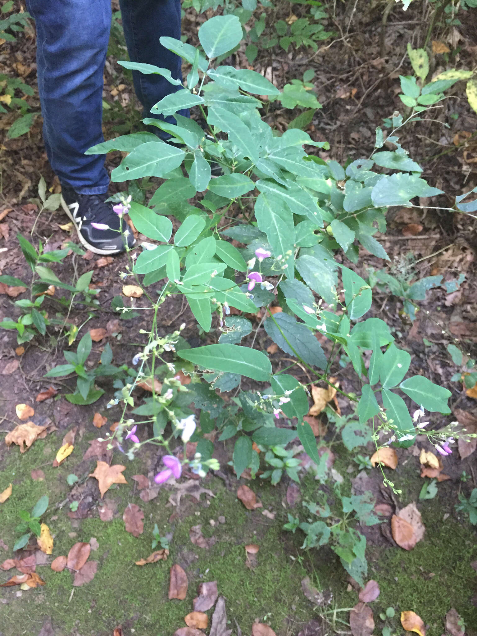 Imagem de Desmodium paniculatum (L.) DC.