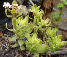 Image of Crassula dejecta Jacq.