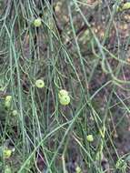 Image of Leptomeria acida R. Br.