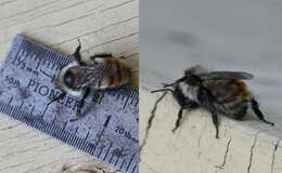 Слика од Bombus rufocinctus Cresson 1864