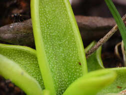 Image of Pinguicula fiorii F. Tammaro & L. Pace