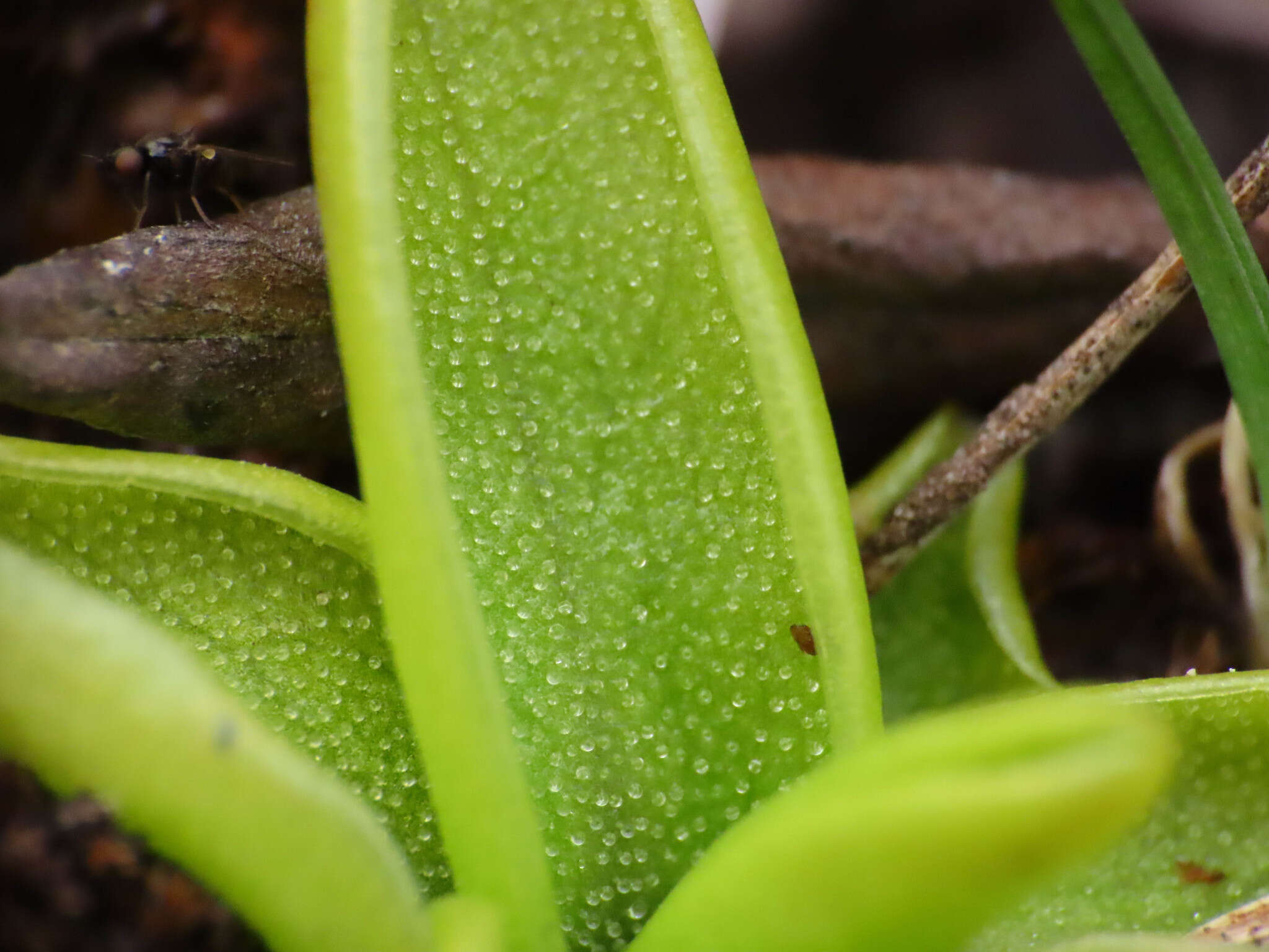 Pinguicula fiorii F. Tammaro & L. Pace的圖片