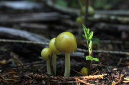 Image of Yellow Fieldcap
