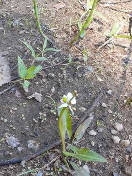 Imagem de Sagittaria natans Pall.