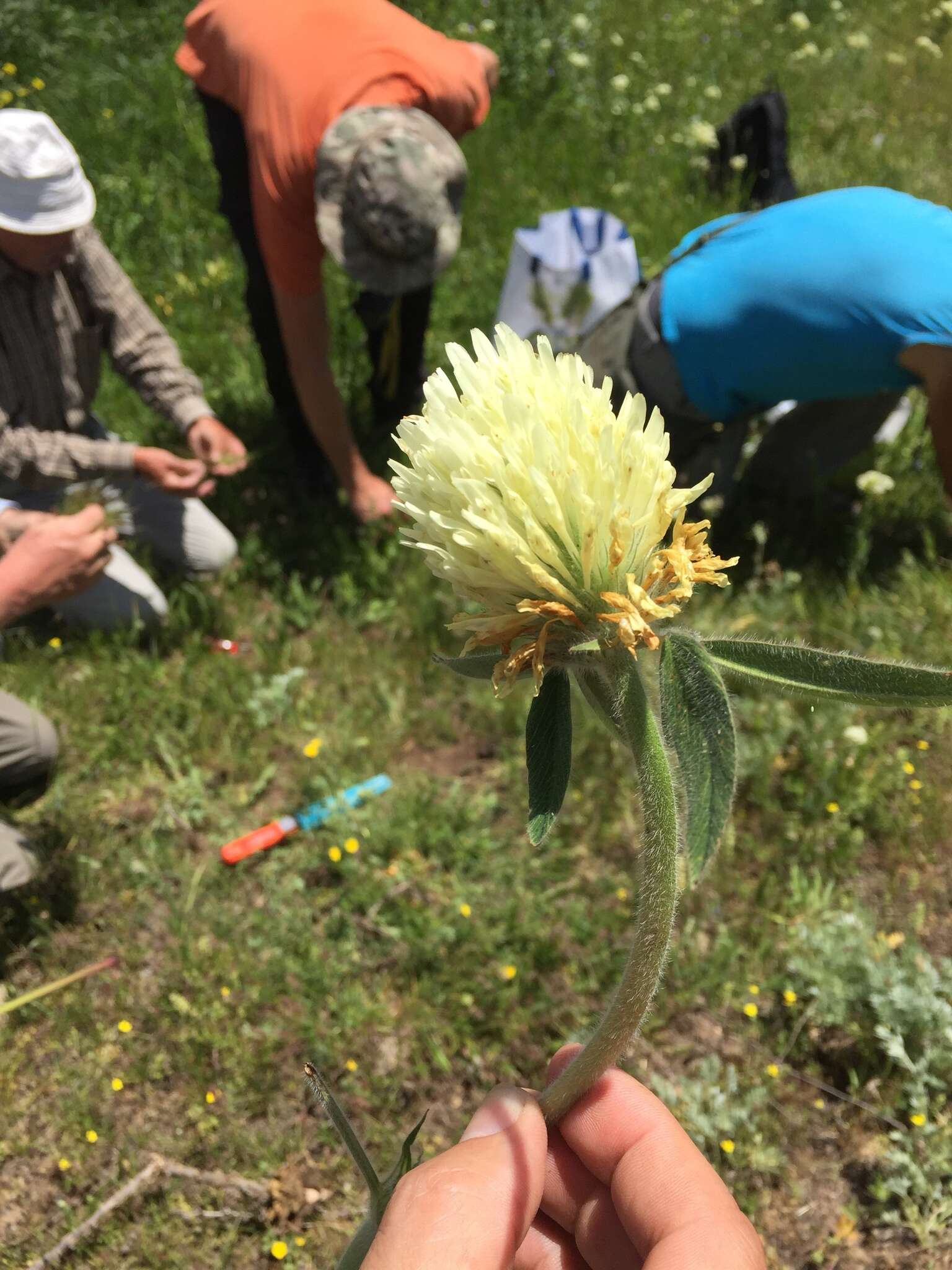 Sivun Trifolium trichocephalum M. Bieb. kuva