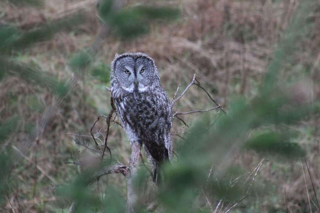 Image of Great Gray Owl