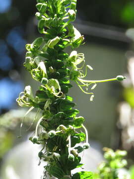 Image of Cleome anomala Kunth